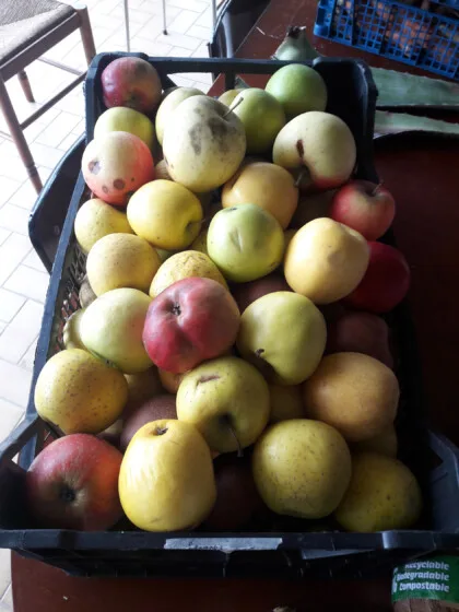pommes glanage