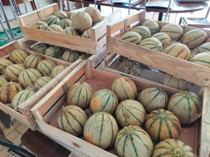 melon glanage