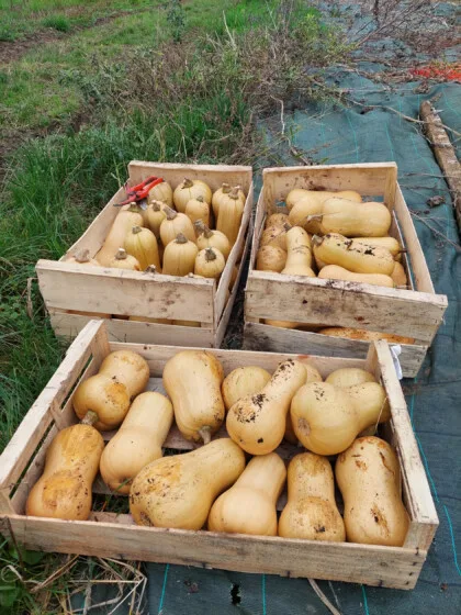 cagettes courges glanage