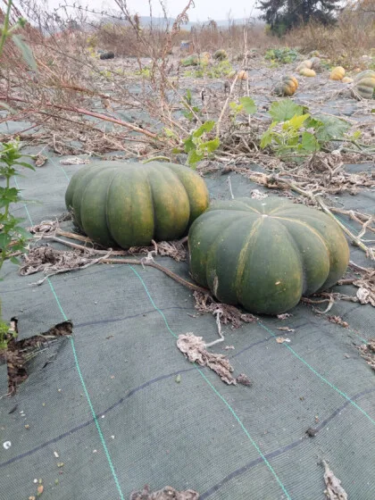 courges glanage