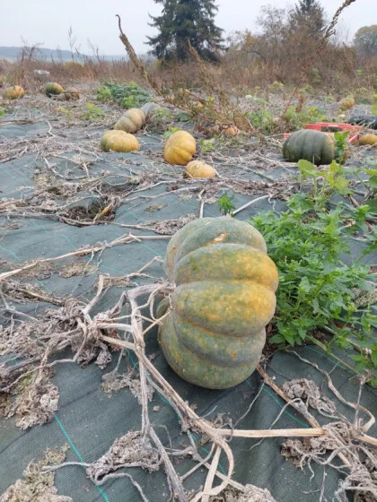 courges glanage