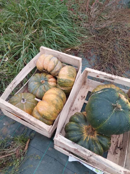 cagettes courges glanage