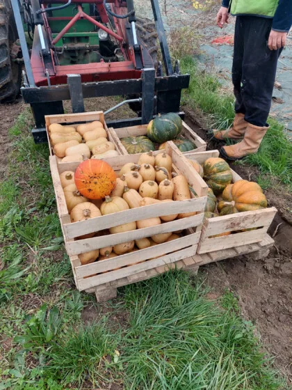 cagettes courges glanage