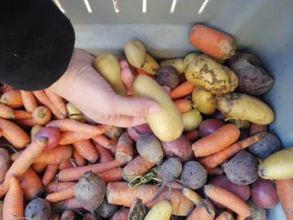 glanage légumes : pommes de terre carottes navets