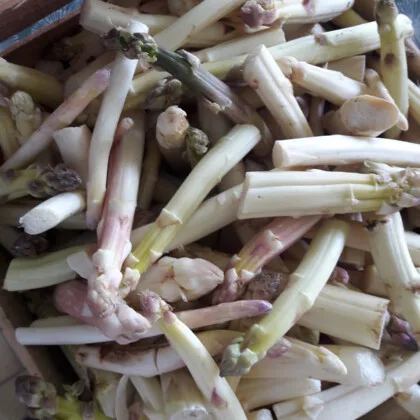 asperges, glanage