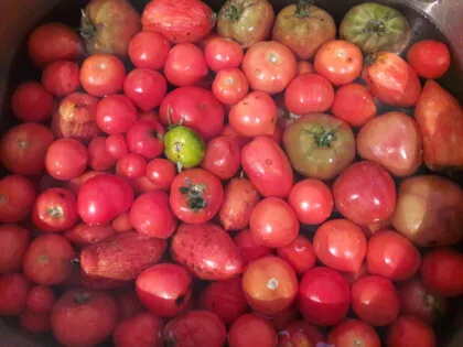 tomates, glanage