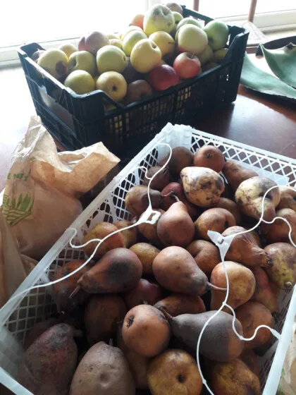 pommes poires glanage